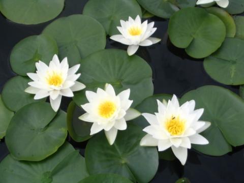 nymphaea white sultan