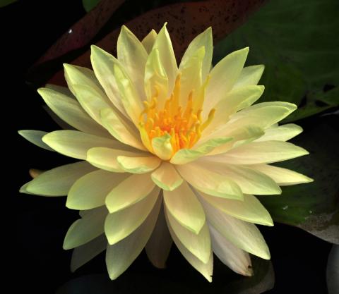 кувшинка Demoiselle nymphaea Demoiselle