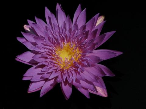 Nymphaea ‘Bimini Twist’ Nymphaea ‘Bimini Twist’