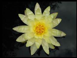 Nymphaea ‘Cliff Tiffany’ Nymphaea ‘Cliff Tiffany’
