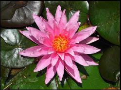 Nymphaea ‘Cyprus Pink Star Nymphaea ‘Cyprus Pink Star