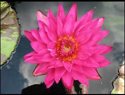 Nymphaea ‘Hot Pink’ by Florida Aquatic Nurseries Nymphaea ‘Hot Pink’ by Florida Aquatic Nurseries