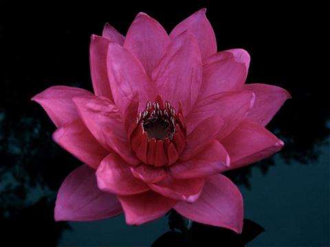 стала Nymphaea ‘Maeploi’ стала Nymphaea ‘Maeploi’