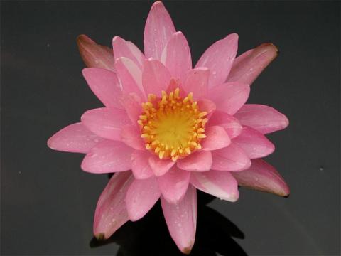 Nymphaea ‘Pink Dawn’ Nymphaea ‘Pink Dawn’
