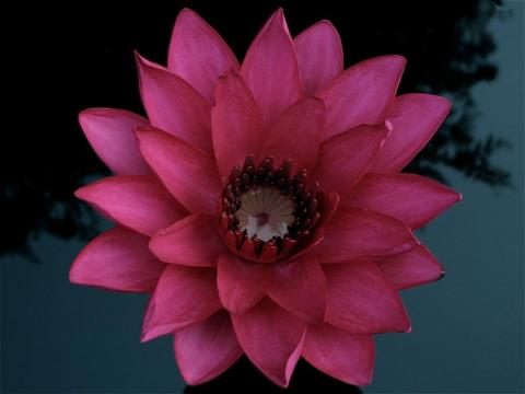 Nymphaea ‘Ploi Praow Nymphaea ‘Ploi Praow