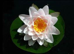 Nymphaea ‘Rattana Ubol’ Nymphaea ‘Rattana Ubol’