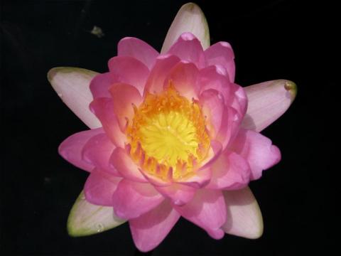Nymphaea ‘Siam Pink’ Nymphaea ‘Siam Pink’