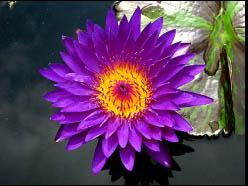 Nymphaea ‘Tanzanite Nymphaea ‘Tanzanite
