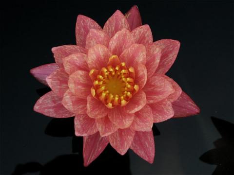 Nymphaea ‘Wanvisa’ Nymphaea ‘Wanvisa’