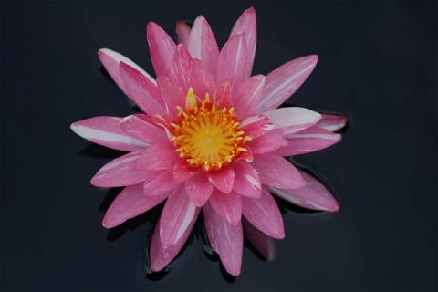 Кувшинка "Pink Dawn" Кувшинка "Pink Dawn"
