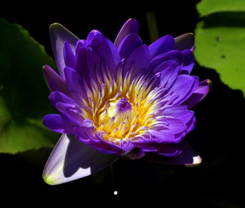 кувшинка Pitilarp nymphaea Pitilarp