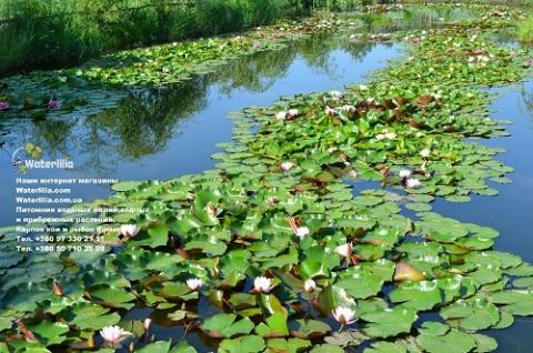 питомник waterlilia