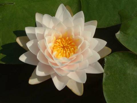 Nymphaea Rattana Ubol