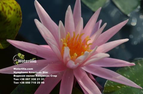 Nymphaea Americam Star Nymphaea Americam Star