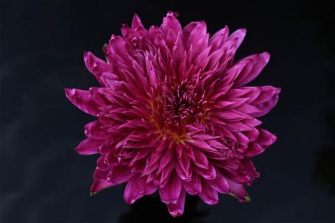 Кувшинка "Scarlet Flame" (Алое пламя) Florida Aquatic Nurserits, США Кувшинка "Scarlet Flame" (Алое пламя) Florida Aquatic Nurserits, США