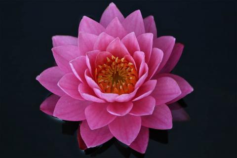 Кувшинка "Siam Nymph" Pairat Songpanich, Тайланд Кувшинка "Siam Nymph" Pairat Songpanich, Тайланд