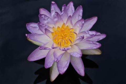 Кувшинка "Siam Purple 1" Кувшинка "Siam Purple 1"
