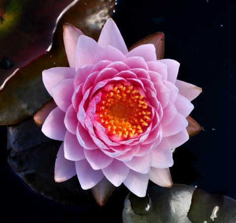 кувшинка Siam Rose nymphaea Siam Rose