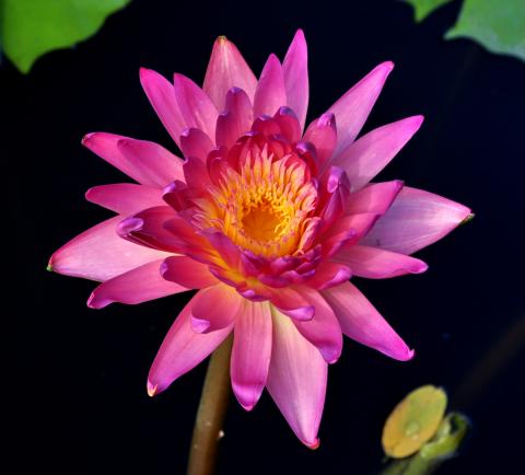 кувшинка T0016 nymphaea T0016