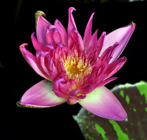кувшинка T0115 nymphaea T0115