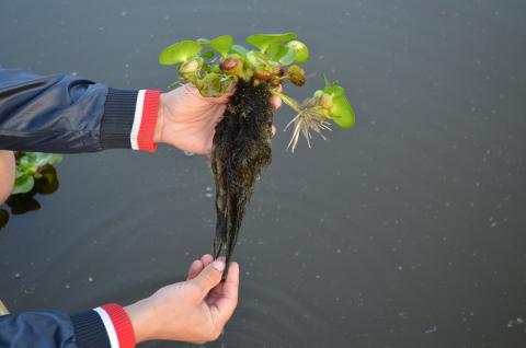 тёмные корни водяного гиацинта старые корни водяного гиацинта