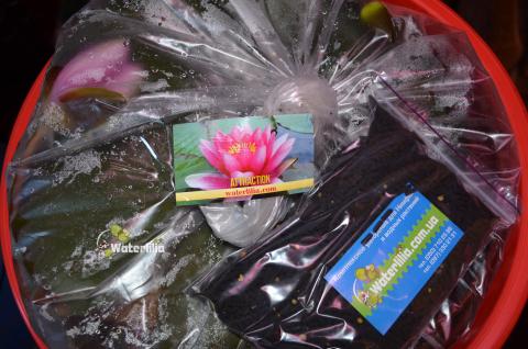 упаковка кувшинки Usa американка в питомнике waterlilia упаковка кувшинки Usa американка в питомнике waterlilia