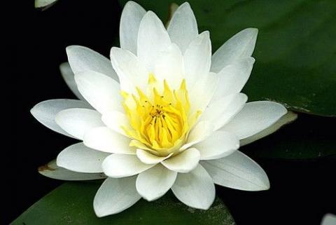 nymphaea Virginalis