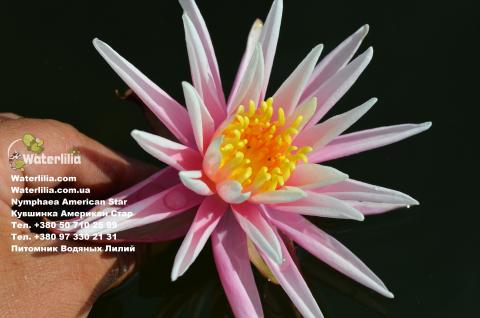 Nymphaea Americam Star Nymphaea Americam Star