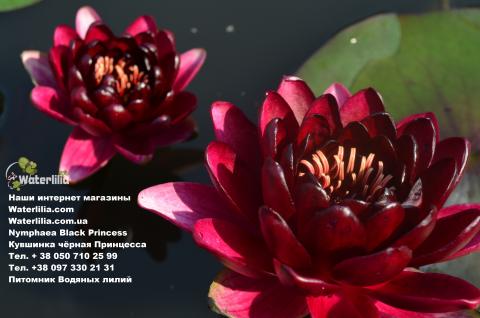 Купить кувшинку Black Princess