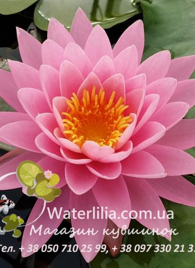 Нимфея Anet в питомнике Waterlilia Водяная лилия Anet фото цветка