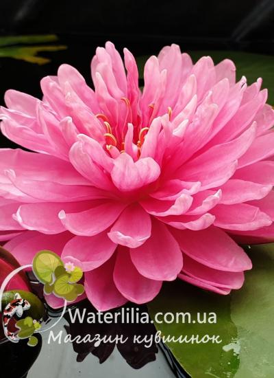Водяная лилия April Peony фото
