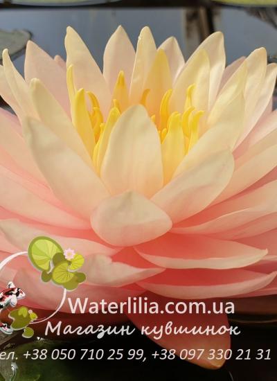 Нимфея Awesome цветение в питомнике Waterlilia Нимфея Awesome цветок фото