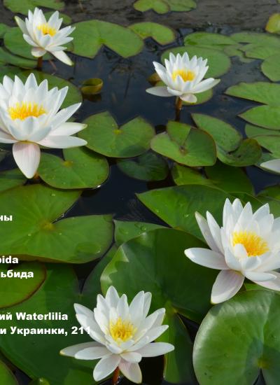 Водяная лилия Marliacea Albida Водяная лилия Marliacea Albida фото