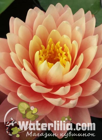 Nymphaea Blushing Bride в питомнике Waterlilia Водяная лилия Blushing Bride фото