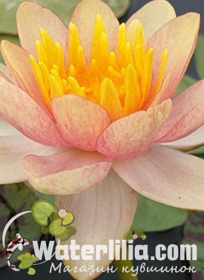 Водяная лилия Chrysantha Водяная лилия Chrysantha фото