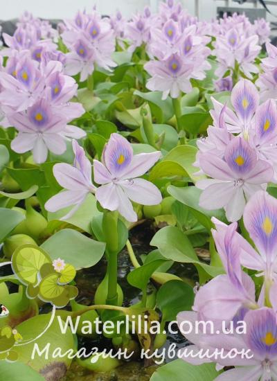 Водяной гиацинт питомник Waterlilia Водяной гиацинт Эйхорния фото