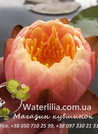 Водяная лилия Golden Goblet фото цветка