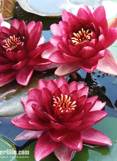 Nymphaea Almost Black foto