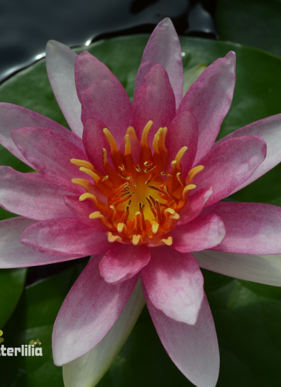 Nymphaea Laydekeri Rosea Prolifera фото