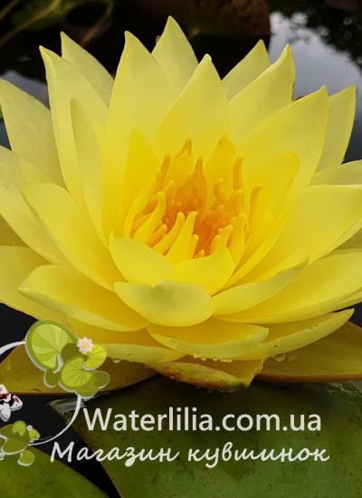 Кувшинка lemon Drop в питомнике Waterlilia Водяная лилия Lemon Drop фото