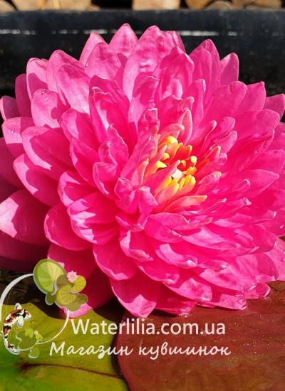 Nymphaea Manickam питомник Waterlilia Nymphaea Manickam foto