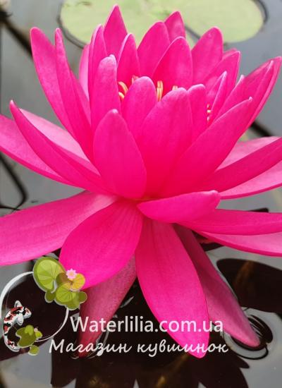 Водяная лилия WL Water Margarita фото