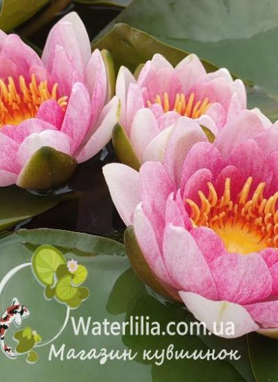 Кувшинка Meteor в питомнике Waterlilia Кувшинка Meteor фото