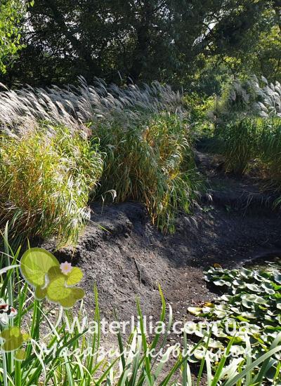 Miscanthus giganteus в питомнике Waterlilia Miscanthus giganteus фото