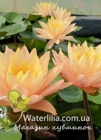 Нимфея Siam Sunset питомник Waterlilia Nymphaea Siam Sunset фото