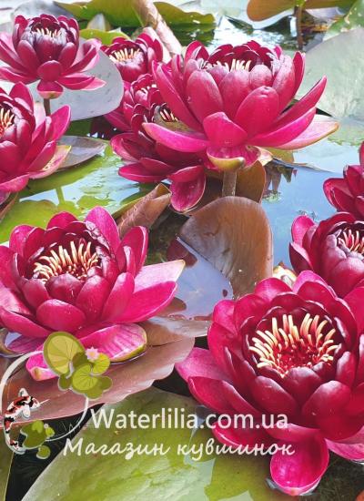Водяная лилия Black Princess питомник Waterlilia Водяная лилия Black Princess фото