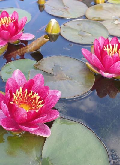 Nymphaea Burgundy Princess фото