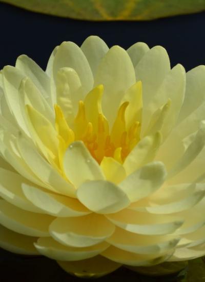 Nymphaea Lemon Meringue фото