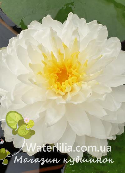 нимфея Greta питомник Waterlilia водяная лилия Greta фото цветения