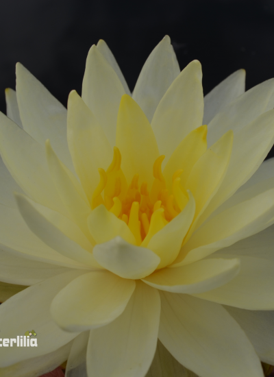 Nymphaea Norma God'e Nymphaea Norma God'e foto